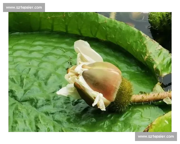 亚马孙王莲:黑夜绽放的 “善变花王” 亚马孙王莲:黑夜绽放的 “善变花王”